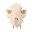 3D-printed fox skull for self-painting (16cm)